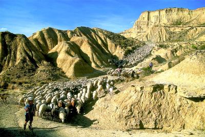 Transhumance in Bardenas Reales